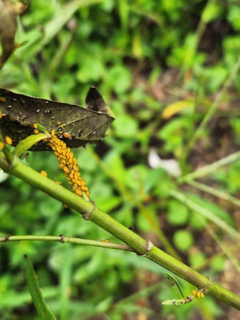 Bright orange aphids on a stem and under a leaf
