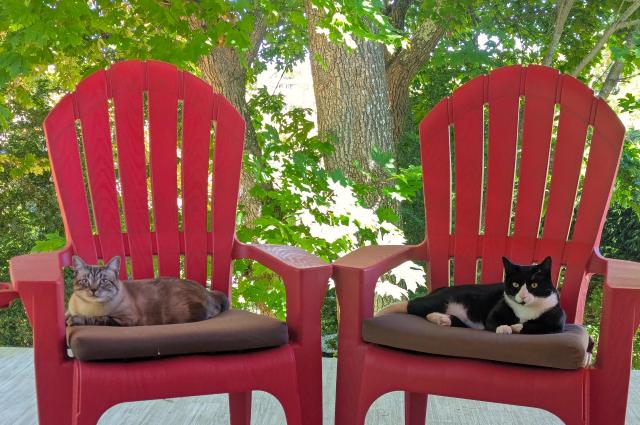 Two cats laying on top of brown seat covers that are on the seats of two red plastic lawn chairs. There is one cat on each chair. On the right is a black and white tuxedo cat, on the left is a grey/brown tabby cat. The chairs are angled slightly inward, giving the cats and chairs somewhat of a mirror image. In the background is a sun dappled maple tree with large gree leaves.