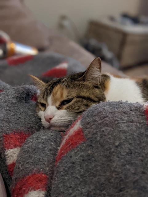 My cat-niece resting her head comfortably on my knees on the couch, just about to fall sleep