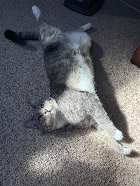 A gray tabby with very plush fur lying on a carpet in dappled shade and sunlight. He is turned partly on his back so his white tuxedo tummy is visible, and partly on his side, so his face is not upside-down. The edge of a sun patch illuminates his big bronze eyes, making them look green; and lights up his pink nose and luxurious whiskers. His ears are alert and he looks lazily playful and relaxed.