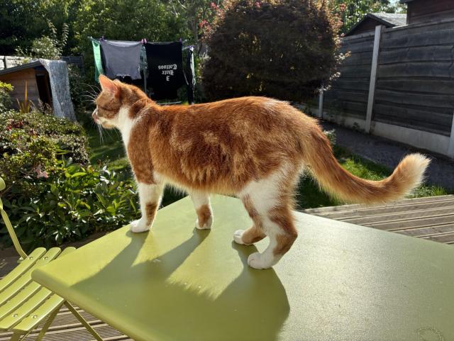 A ginger cat stands on a green table in a garden, looking to the side. In the background, there are laundry items hanging on a line and greenery surrounding the area. A chair is positioned nearby.