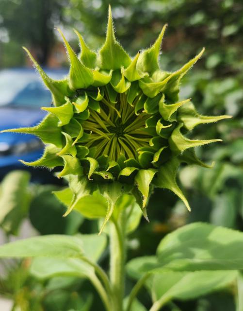 Closeup of a sunflower about to bloom