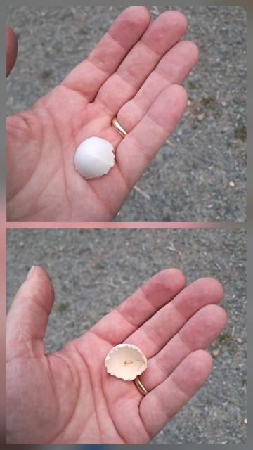 Cuid de Ubh éin i ndearna mo láimhe, taobh amuigh sa phic thuas, taobh istigh sa phic thíos 