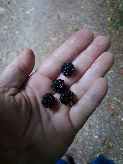 Sméara dubha ar mo dhearna 