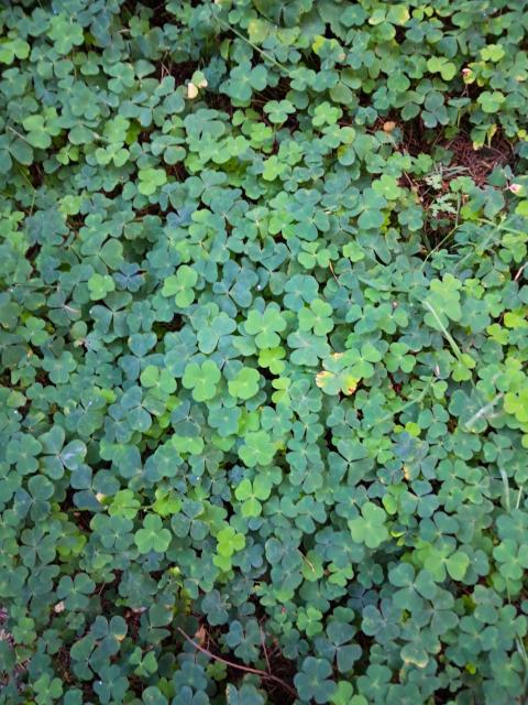 Seamar tiubh ar urlár na coille 