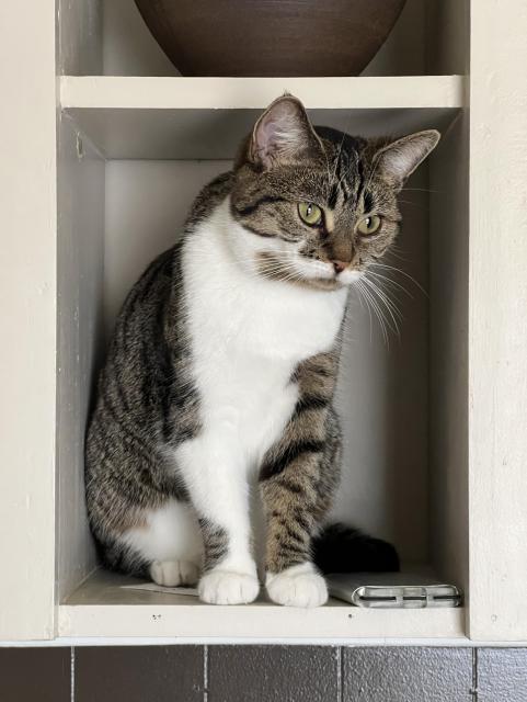 Brown & white tabby cat sitting on a shelf she barely fits into