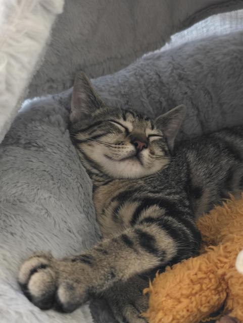 Sleepy calico kitten