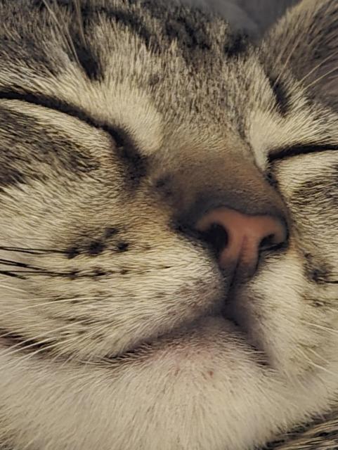 Close up of sleeping calico kitten