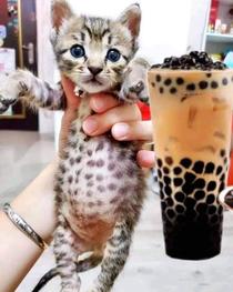 boba tea kitten