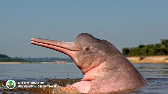 Pink #Amazon River Dolphins of #Venezuela 🇻🇪 #Brazil 🇧🇷 and #Ecuador 🇪🇨 are legendary for their playful intelligence 🧠✨🐬 don't let them disappear! Fight for them. Use your wallet as a weapon #Boycottpalmoil 🌴🚫 #BoycottGold 🥇🚫  @palmoildetect.bsky.social https://palmoildetectives.com/2023/01/22/amazon-river-dolphin-inia-geoffrensis/?utm_source=mastodon&utm_medium=Palm+Oil+Detectives&utm_campaign=publer   