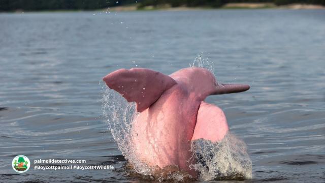Pink #Amazon River Dolphins of #Venezuela 🇻🇪 #Brazil 🇧🇷 and #Ecuador 🇪🇨 are legendary for their playful intelligence 🧠✨🐬 don't let them disappear! Fight for them. Use your wallet as a weapon #Boycottpalmoil 🌴🚫 #BoycottGold 🥇🚫  @palmoildetect.bsky.social https://palmoildetectives.com/2023/01/22/amazon-river-dolphin-inia-geoffrensis/?utm_source=mastodon&utm_medium=Palm+Oil+Detectives&utm_campaign=publer   
