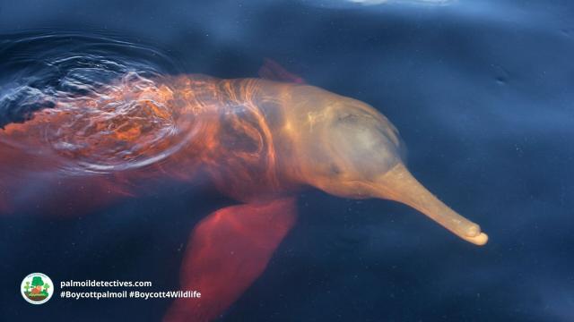 Pink #Amazon River Dolphins of #Venezuela 🇻🇪 #Brazil 🇧🇷 and #Ecuador 🇪🇨 are legendary for their playful intelligence 🧠✨🐬 don't let them disappear! Fight for them. Use your wallet as a weapon #Boycottpalmoil 🌴🚫 #BoycottGold 🥇🚫  @palmoildetect.bsky.social https://palmoildetectives.com/2023/01/22/amazon-river-dolphin-inia-geoffrensis/?utm_source=mastodon&utm_medium=Palm+Oil+Detectives&utm_campaign=publer   