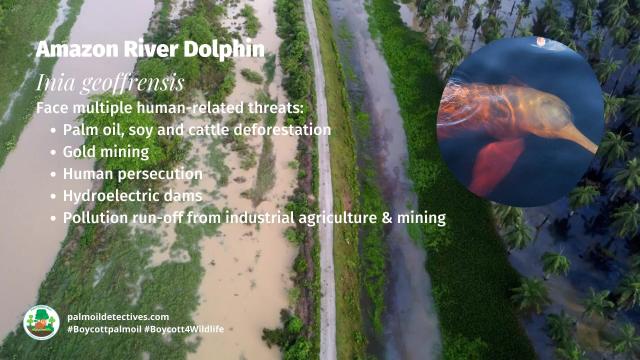 Pink #Amazon River Dolphins of #Venezuela 🇻🇪 #Brazil 🇧🇷 and #Ecuador 🇪🇨 are legendary for their playful intelligence 🧠✨🐬 don't let them disappear! Fight for them. Use your wallet as a weapon #Boycottpalmoil 🌴🚫 #BoycottGold 🥇🚫  @palmoildetect.bsky.social https://palmoildetectives.com/2023/01/22/amazon-river-dolphin-inia-geoffrensis/?utm_source=mastodon&utm_medium=Palm+Oil+Detectives&utm_campaign=publer   
