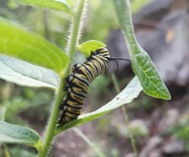 Closeup of a monarch caterpillar on a milkweed stem