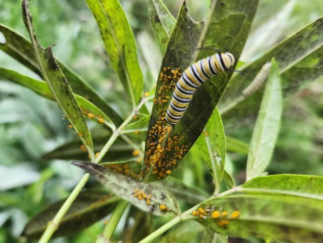 Several monarch caterpillars underneath leaves, surrounded by small orange aphids