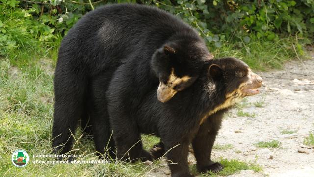 Spectacled Bears are the original peace-loving Paddington Bear 🐻🌳✨🌟☮️ in #Venezuela 🇻🇪 #Colombia 🇨🇴 #Peru 🇵🇪 #Ecuador 🇪🇨 Threatened by #agriculture #mining and hunting - fight for them and #Boycottpalmoil #Boycott4Wildlife @palmoildetect.bsky.social https://palmoildetectives.com/2022/10/23/spectacled-bear-tremarctos-ornatus/?utm_source=mastodon&utm_medium=Palm+Oil+Detectives&utm_campaign=publer  