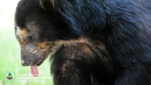 Spectacled Bears are the original peace-loving Paddington Bear 🐻🌳✨🌟☮️ in #Venezuela 🇻🇪 #Colombia 🇨🇴 #Peru 🇵🇪 #Ecuador 🇪🇨 Threatened by #agriculture #mining and hunting - fight for them and #Boycottpalmoil #Boycott4Wildlife @palmoildetect.bsky.social https://palmoildetectives.com/2022/10/23/spectacled-bear-tremarctos-ornatus/?utm_source=mastodon&utm_medium=Palm+Oil+Detectives&utm_campaign=publer  