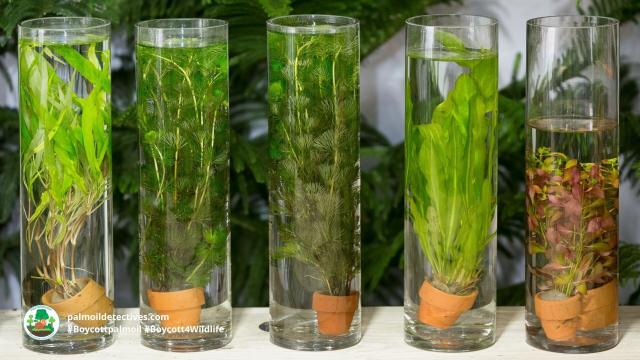 #Agriculture is destroying the planet - #algae is a #climatechange resilient answer needing no land to grow, it has a superb nutrients for human #health and more 🌱🍃🥕🥦  #Boycottpalmoil go #vegan  🌴🔥❌ #Boycott4Wildlife  @palmoildetect.bsky.social https://palmoildetectives.com/2022/12/28/soy-and-palm-oil-agriculture-is-destroying-the-planet-algae-is-the-answer/?utm_source=mastodon&utm_medium=Palm+Oil+Detectives&utm_campaign=publer  