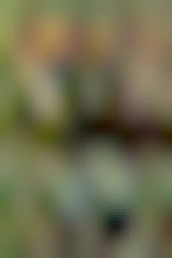 The same cat now sits beside a different watermelon and stares at it.  