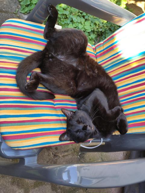Ein schwarzer Kater liegt auf einem grauen Gartenstuhl mit einem bunt gestreiften Polster.
Er liegt gekrümmt auf dem Rücken, die Beine weit geöffnet, den Kopf Richtung Füße, die Vorderpfoten angewinkelt, die Augen geschlossen.