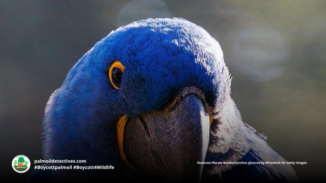 The alluring deep blue Glaucous #Macaw 🦜 has an immeasurably tragic tale to tell 😭🙁 Critically endangered in #SouthAmerica, fight for their survival, when you shop make sure you #Boycottpalmoil #BoycottGold 🚫🔥#Boycott4Wildlife @palmoildetect.bsky.social  https://wp.me/pcFhgU-7R7?utm_source=mastodon&utm_medium=Palm+Oil+Detectives&utm_campaign=publer   