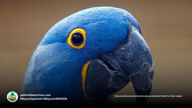The alluring deep blue Glaucous #Macaw 🦜 has an immeasurably tragic tale to tell 😭🙁 Critically endangered in #SouthAmerica, fight for their survival, when you shop make sure you #Boycottpalmoil #BoycottGold 🚫🔥#Boycott4Wildlife @palmoildetect.bsky.social  https://wp.me/pcFhgU-7R7?utm_source=mastodon&utm_medium=Palm+Oil+Detectives&utm_campaign=publer   