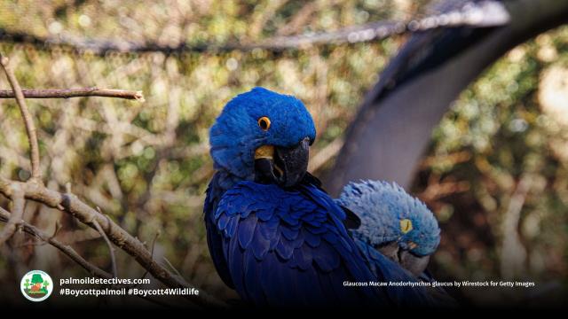 The alluring deep blue Glaucous #Macaw 🦜 has an immeasurably tragic tale to tell 😭🙁 Critically endangered in #SouthAmerica, fight for their survival, when you shop make sure you #Boycottpalmoil #BoycottGold 🚫🔥#Boycott4Wildlife @palmoildetect.bsky.social  https://wp.me/pcFhgU-7R7?utm_source=mastodon&utm_medium=Palm+Oil+Detectives&utm_campaign=publer   