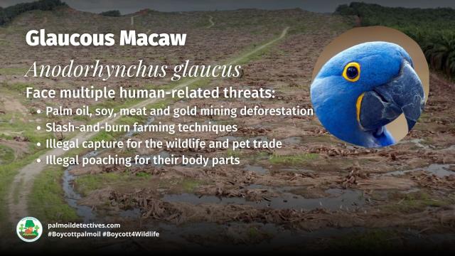 The alluring deep blue Glaucous #Macaw 🦜 has an immeasurably tragic tale to tell 😭🙁 Critically endangered in #SouthAmerica, fight for their survival, when you shop make sure you #Boycottpalmoil #BoycottGold 🚫🔥#Boycott4Wildlife @palmoildetect.bsky.social  https://wp.me/pcFhgU-7R7?utm_source=mastodon&utm_medium=Palm+Oil+Detectives&utm_campaign=publer   