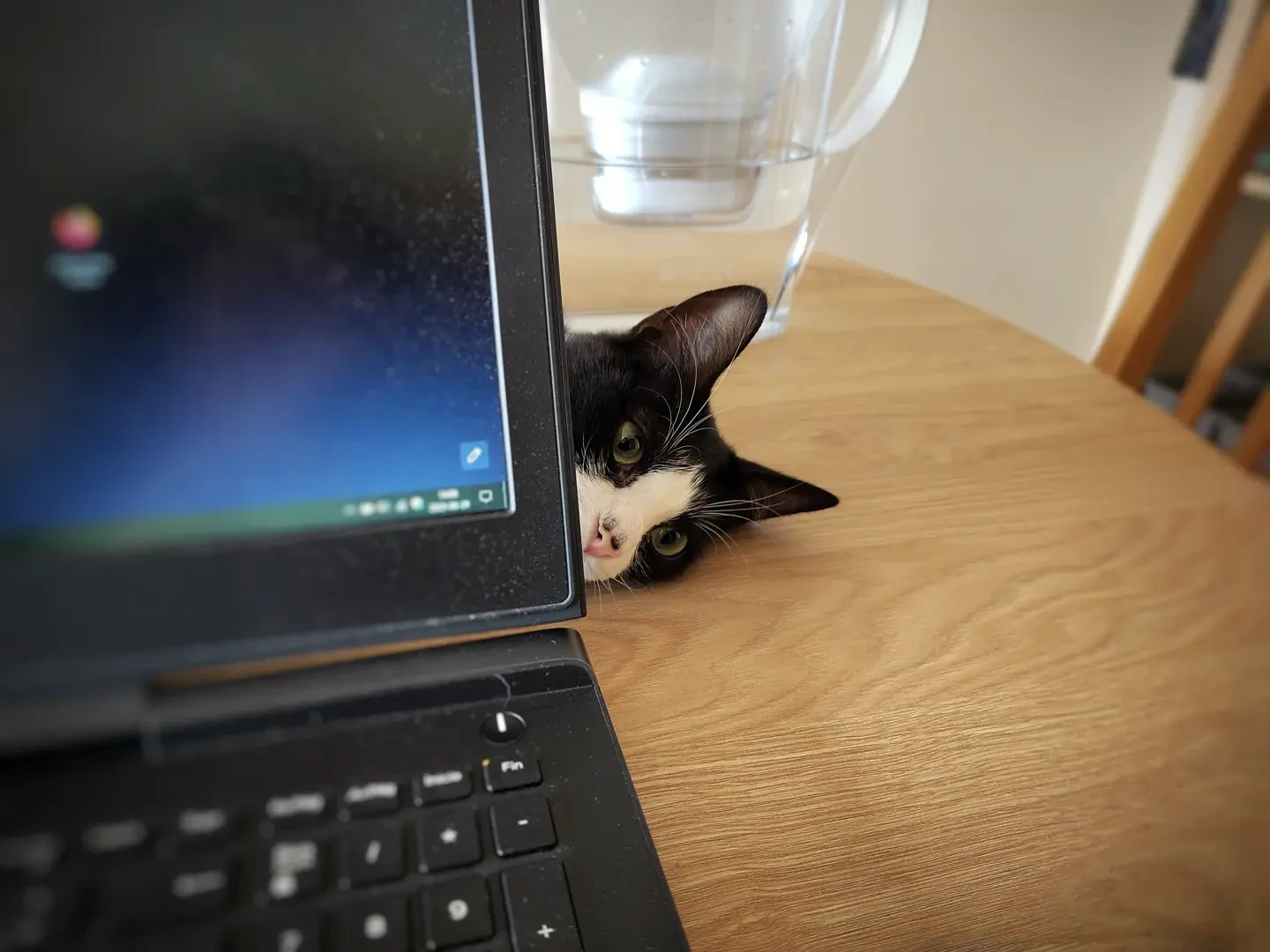 A black and white cat poking its head out from behind a laptop screen