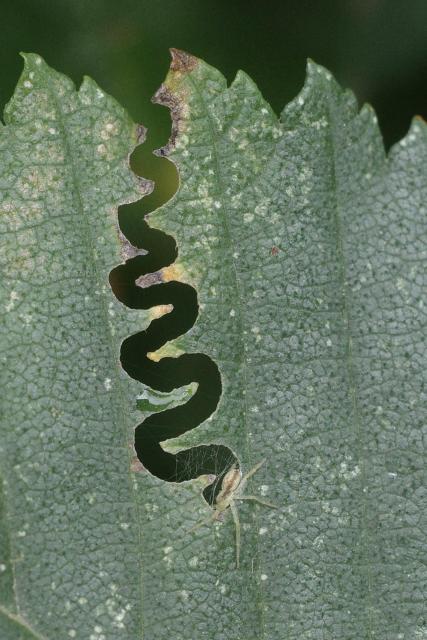 A zigzag eaten into an elm leaf, with a spider at the end instead of a little green caterpillar.