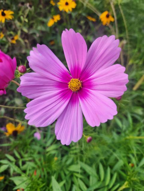 Purple cosmo flower. Eight petals. Darker purple in center.