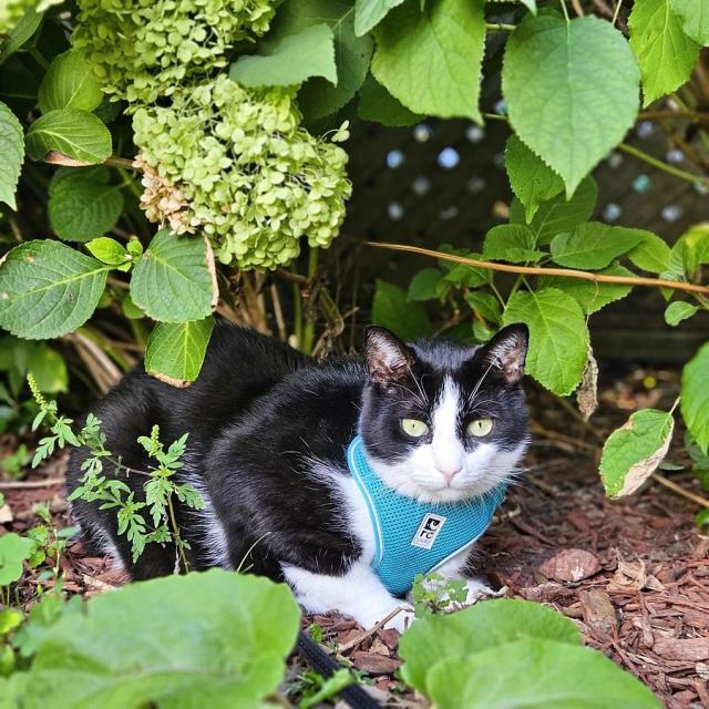 Tuxedo cat in blue harness, sitting under green hydrangeas.