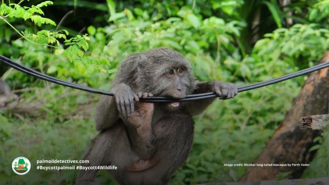 Resilient tool-using Nicobar long-tailed #macaques are now #vulnerable from #palmoil and human persecution in India's Nicobar and #Andaman islands. Take a stand for them with your consumer choices! #Boycottpalmoil, and #Boycott4Wildlife @palmoildetect.bsky.social https://wp.me/pcFhgU-7rM?utm_source=mastodon&utm_medium=Palm+Oil+Detectives&utm_campaign=publer  