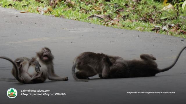 Resilient tool-using Nicobar long-tailed #macaques are now #vulnerable from #palmoil and human persecution in India's Nicobar and #Andaman islands. Take a stand for them with your consumer choices! #Boycottpalmoil, and #Boycott4Wildlife @palmoildetect.bsky.social https://wp.me/pcFhgU-7rM?utm_source=mastodon&utm_medium=Palm+Oil+Detectives&utm_campaign=publer  