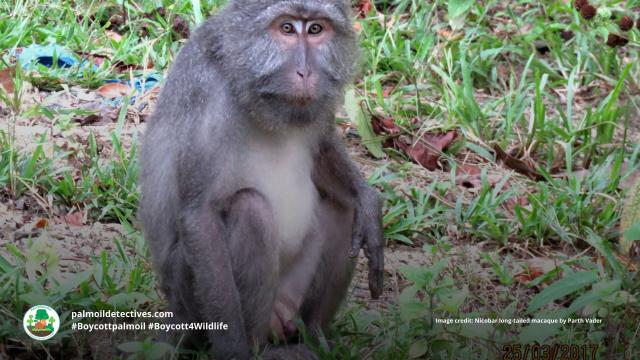 Resilient tool-using Nicobar long-tailed #macaques are now #vulnerable from #palmoil and human persecution in India's Nicobar and #Andaman islands. Take a stand for them with your consumer choices! #Boycottpalmoil, and #Boycott4Wildlife @palmoildetect.bsky.social https://wp.me/pcFhgU-7rM?utm_source=mastodon&utm_medium=Palm+Oil+Detectives&utm_campaign=publer  