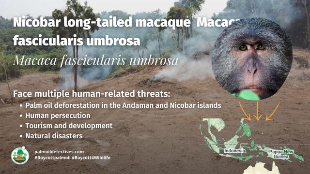 Resilient tool-using Nicobar long-tailed #macaques are now #vulnerable from #palmoil and human persecution in India's Nicobar and #Andaman islands. Take a stand for them with your consumer choices! #Boycottpalmoil, and #Boycott4Wildlife @palmoildetect.bsky.social https://wp.me/pcFhgU-7rM?utm_source=mastodon&utm_medium=Palm+Oil+Detectives&utm_campaign=publer  