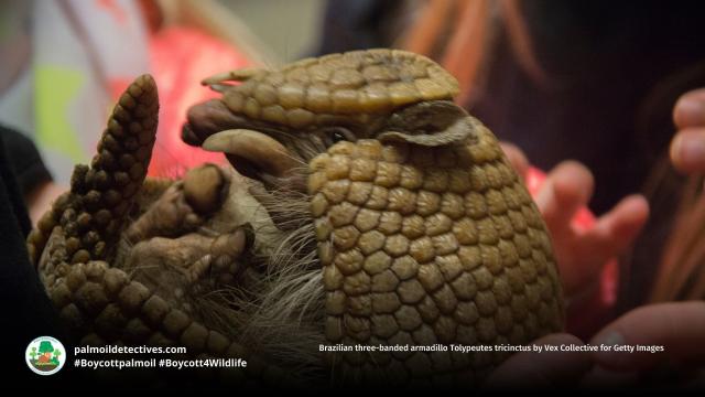Resilient Brazilian three-banded #armadillos are fascinating real-life #pokemon of #SouthAmerica. They're vulnerable from #palmoil meat and soy #deforestation in #Brazil. Resist their #extinction! Be #vegan #Boycottpalmoil #Boycott4Wildlife  @palmoildetect.bsky.social  https://wp.me/pcFhgU-8R9?utm_source=mastodon&utm_medium=Palm+Oil+Detectives&utm_campaign=publer  