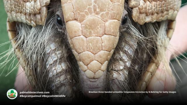 Resilient Brazilian three-banded #armadillos are fascinating real-life #pokemon of #SouthAmerica. They're vulnerable from #palmoil meat and soy #deforestation in #Brazil. Resist their #extinction! Be #vegan #Boycottpalmoil #Boycott4Wildlife  @palmoildetect.bsky.social  https://wp.me/pcFhgU-8R9?utm_source=mastodon&utm_medium=Palm+Oil+Detectives&utm_campaign=publer  