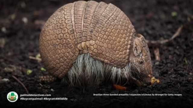 Resilient Brazilian three-banded #armadillos are fascinating real-life #pokemon of #SouthAmerica. They're vulnerable from #palmoil meat and soy #deforestation in #Brazil. Resist their #extinction! Be #vegan #Boycottpalmoil #Boycott4Wildlife  @palmoildetect.bsky.social  https://wp.me/pcFhgU-8R9?utm_source=mastodon&utm_medium=Palm+Oil+Detectives&utm_campaign=publer  