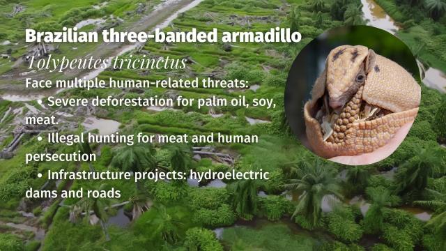 Resilient Brazilian three-banded #armadillos are fascinating real-life #pokemon of #SouthAmerica. They're vulnerable from #palmoil meat and soy #deforestation in #Brazil. Resist their #extinction! Be #vegan #Boycottpalmoil #Boycott4Wildlife  @palmoildetect.bsky.social  https://wp.me/pcFhgU-8R9?utm_source=mastodon&utm_medium=Palm+Oil+Detectives&utm_campaign=publer  