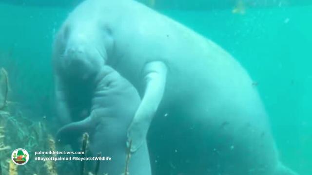 African Manatees 🐋💙 have been a fixture in #African myths for millennia 🇨🇩🇨🇲🇬🇭🇱🇷 Now they a threatened by #palmoil 🌴🩸🔥 #hunting, #cocoa and the pet trade. Help them every time you shop and #Boycottpalmoil 🌴🪔⛔️ #Boycott4Wildlife @palmoildetect.bsky.social  https://palmoildetectives.com/2023/10/08/african-manatee-trichechus-senegalensis/?utm_source=mastodon&utm_medium=Palm+Oil+Detectives&utm_campaign=publer  