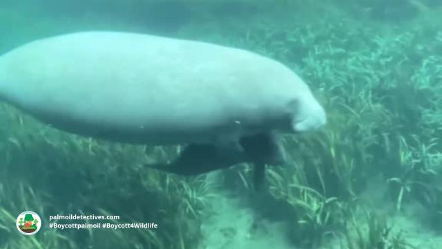 African Manatees 🐋💙 have been a fixture in #African myths for millennia 🇨🇩🇨🇲🇬🇭🇱🇷 Now they a threatened by #palmoil 🌴🩸🔥 #hunting, #cocoa and the pet trade. Help them every time you shop and #Boycottpalmoil 🌴🪔⛔️ #Boycott4Wildlife @palmoildetect.bsky.social  https://palmoildetectives.com/2023/10/08/african-manatee-trichechus-senegalensis/?utm_source=mastodon&utm_medium=Palm+Oil+Detectives&utm_campaign=publer  
