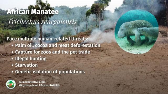 African Manatees 🐋💙 have been a fixture in #African myths for millennia 🇨🇩🇨🇲🇬🇭🇱🇷 Now they a threatened by #palmoil 🌴🩸🔥 #hunting, #cocoa and the pet trade. Help them every time you shop and #Boycottpalmoil 🌴🪔⛔️ #Boycott4Wildlife @palmoildetect.bsky.social  https://palmoildetectives.com/2023/10/08/african-manatee-trichechus-senegalensis/?utm_source=mastodon&utm_medium=Palm+Oil+Detectives&utm_campaign=publer  