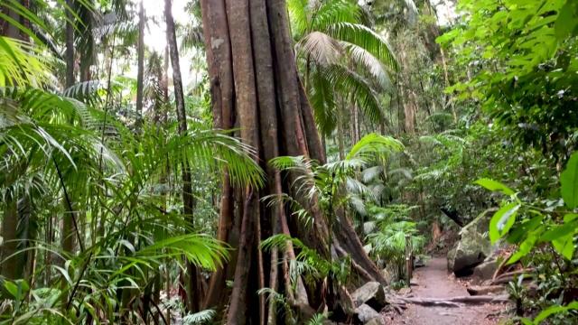 #Forests 🌳🌿🍃play a critical role in helping #indigenous communities who rely on wild #food to diversify their #diet and meet their nutritional needs. Resist in solidarity for them #Boycottpalmoil 🌴🪔🧐⛔️#Boycott4Wildlife  @palmoildetect.bsky.social https://palmoildetectives.com/2022/12/14/researchers-find-direct-links-between-deforestation-and-reduced-dietary-quality/?utm_source=mastodon&utm_medium=Palm+Oil+Detectives&utm_campaign=publer  