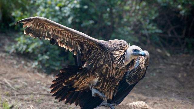 The blue-beaked Rüppell’s #Vulture 🦅🪽😿 can soar to the height of a commercial plane. They're critically endangered in #Africa from #palmoil #deforestation and human persecution. #Boycottpalmoil 🌴🪔🩸🔥🧐🙊⛔️ Help them! #Boycott4Wildlife  @palmoildetect.bsky.social https://wp.me/pcFhgU-Ql?utm_source=mastodon&utm_medium=Palm+Oil+Detectives&utm_campaign=publer  