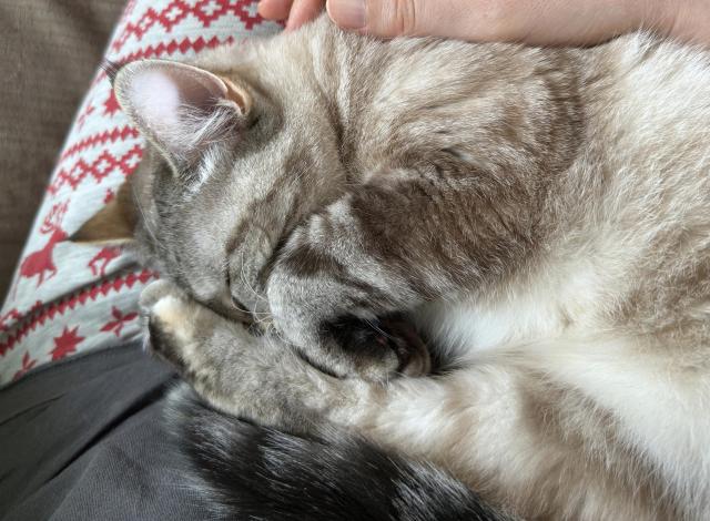 a beige-black-white lynx-point siamese cat is curled up on a person's lap. one of her front paws is folded over by her face, and her back legs and tail are straight alongside her face. which is quite tucked in! 
the person is wearing a dark grey top and a pair of light grey pyjama trousers with red reindeer on them. yes, this photo was taken today and yes, it's unforgivably early, but they're very comfy and i'm not well. plus i don't have any with apples or pumpkins on ... 