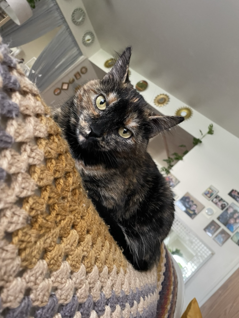 Cupid the saucy tortie sitting on the back of the sofa with beautiful green eyes looking directly at the camera. 