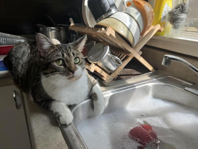 Brown & white tabby sitting on the counter with one paw hanging over the edge of the kitchen sink, which is full of soapy water. The drying rack full of clean dishes is beside him. He’s giving me a look that says “what?” He’d also just been licking at the bubbles. He’s sweet but not too bright. 🤣