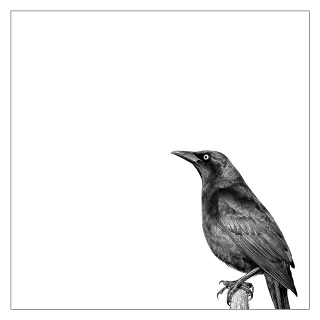 A blackbird with glossy feathers and bright eyes perches alertly on a branch to the right corner of the photo, set against a stark white background, conveying minimalist simplicity and focus.