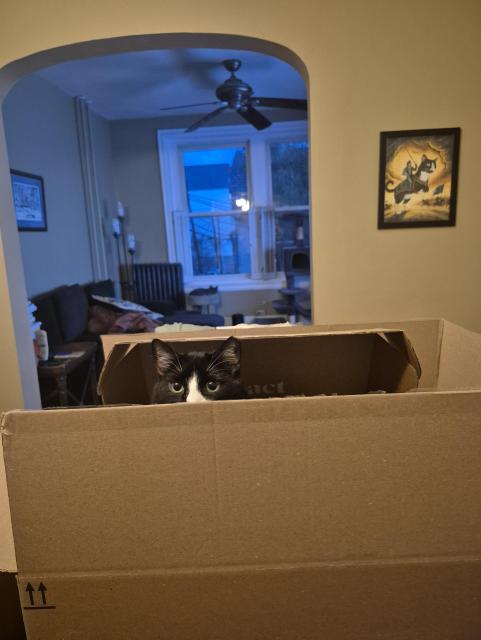 A tuxedo cat poking his head out of a cardboard box.